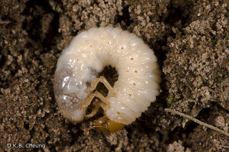 Arthropod Larvae