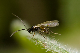 Aphidius ervi