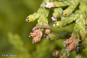 Argyresthia sp (Cedar Leaf Miner) on Thuja