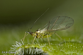 Aulacortbum solani (Foxglove Aphid) winged adult.