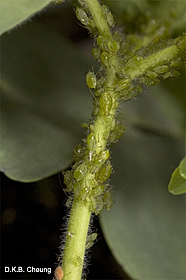 Aulcortbum solani (Foxglove Aphid) on Aquilegia vulgaris