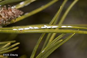 Chionaspis pinifoliae on Pinus.