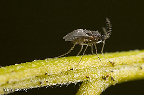 Dasyneura gleditschiae (Honeylocust Podgall Midge).