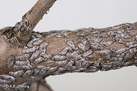 Lapidosaphes ulmi (Oyster Scale)