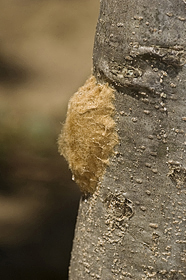 Lymantria dispar eggs on Red Oak.