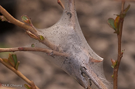 Malacosoma americanum tent with larvae on Quincy.