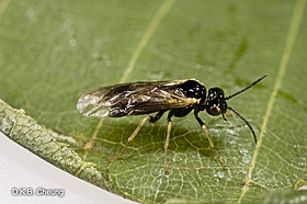 Messa nana (Early Birch Sawfly) on Birch