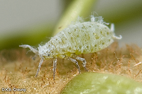 Mindarus abietinus (Balsam Twig Aphid).