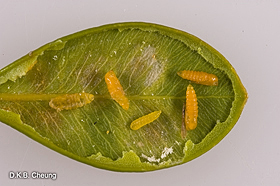 Monarthropalpusi flavus (Boxwood Leaf Miner).