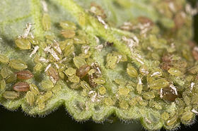 Myzus persicae (Green Peach Aphid) on Centranthus ruber.