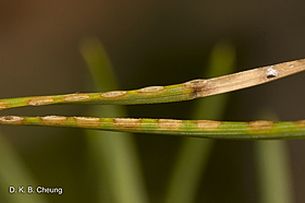 Neodiprion sertifer Eggs