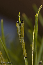 Neodiprion sertifer larvae on Scots Pine