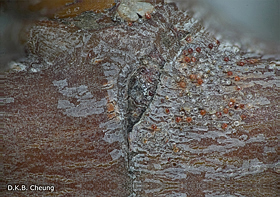 Oligonychus aceris eggs on Jeffersons Red Maple.