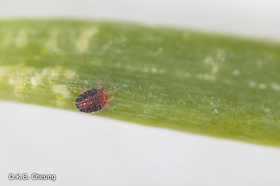 Oligonychus ununguis adult on Spruce.