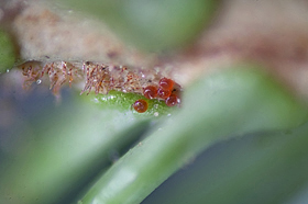 Oligonychus ununguis eggs.