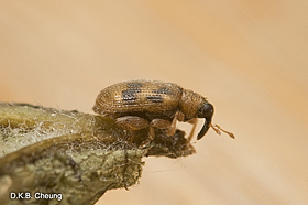 Orchestes alni (Elm Flea Weevil)