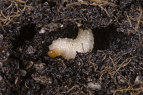 Otiorhynchus sulcatus larvae.