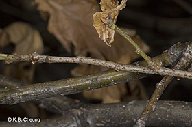 Parthenolecanium corni (Lecanium Fruit Scale) on Red Oak