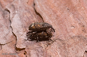  Pissodes sp. adults on White Pine trap logs.