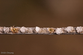 Pyrrhalta viburnicola eggs on Viburnum