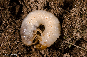 Rhizotrogus majalis on Thuja.