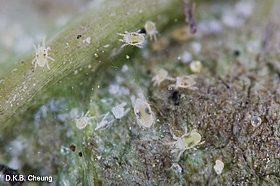 Tetranychus urticae (Two-spotted spider mites)