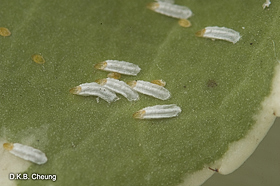 Unaspis euonymi (Euonymus Scale) on Euonymus.