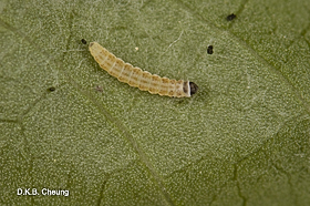 Yponomeuta cagnagella (Euonymus Webworm).