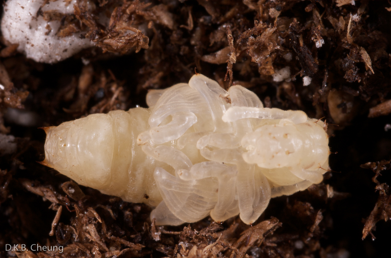 Otiorhynchus sulcatus (Black Vine Beetle) pupa