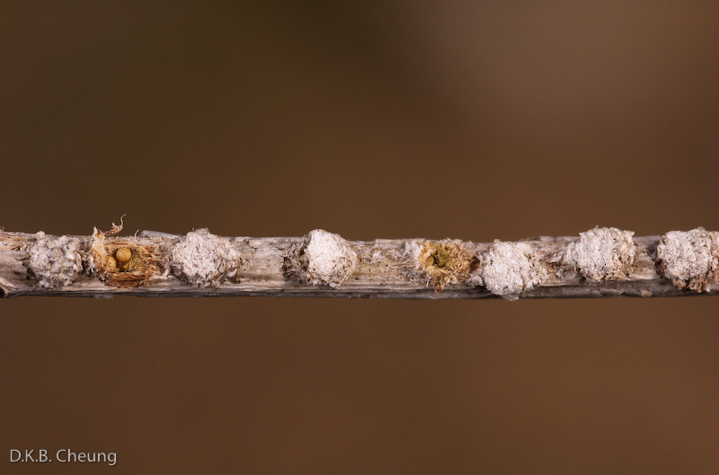 Pyrrhalta viburni (Viburnum Leaf Beetle) eggs