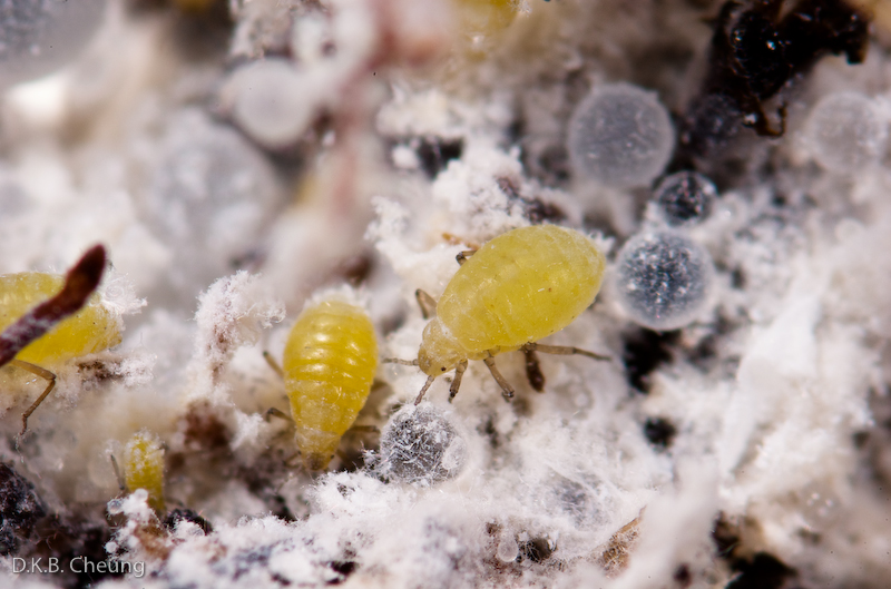 Pemphigus sp. (Unidentified Root Aphid) on Salix