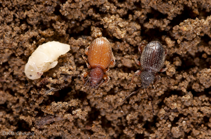 Otiorhynchus ovatus (Strawberry Root Weevil) larvae, pupa and adult