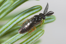 Neodiprion abietis (Balsam Fir Sawfly)