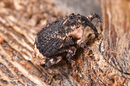 Cryptorhynchus lapathi (Poplar and Willow Borer)