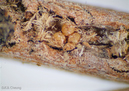 Pyrrhalta viburni (Viburnum Leaf Beetle) eggs