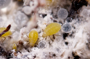 Pemphigus sp. (Unidentified Root Aphid) on Salix