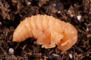 Otiorhynchus sulcatus (Black Vine Beetle) pupa showing signs of nematode parasitism