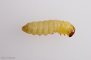 Synanthedon viburni (Viburnum Borer) on Vibrunum