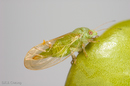 Psylla bux (Boxwood Psllid) on Boxwood
