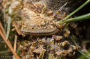 Acantholyda erythrocephala (False Pine Webworm) on Pinus