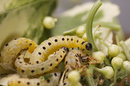 Yponomeuta cagnagella (Euonymus Webworm)