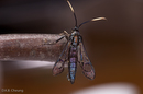 Synanthedon viburni (Viburnum borer)