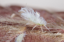 Phyllaphis	fagi (Woolly Beech Leaf Aphid)